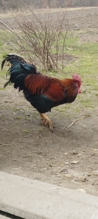 Продам сім'ю домашніх курей на розведення