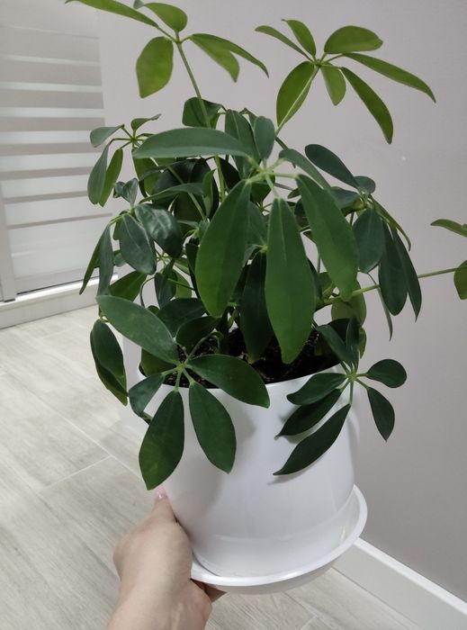 Шефлера, вазон, кімнатні рослини