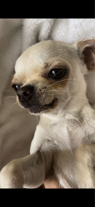 Чихуахуа мини ищет невесту, 1,5 кг