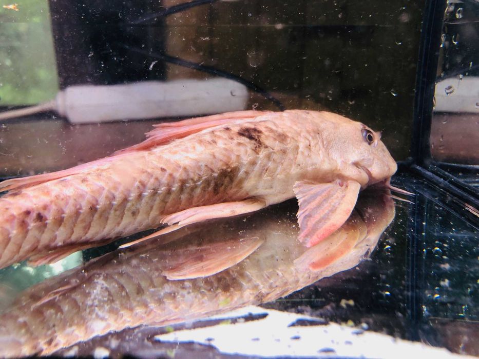 Glonojad , Zbrojnik Albinos 30 cm