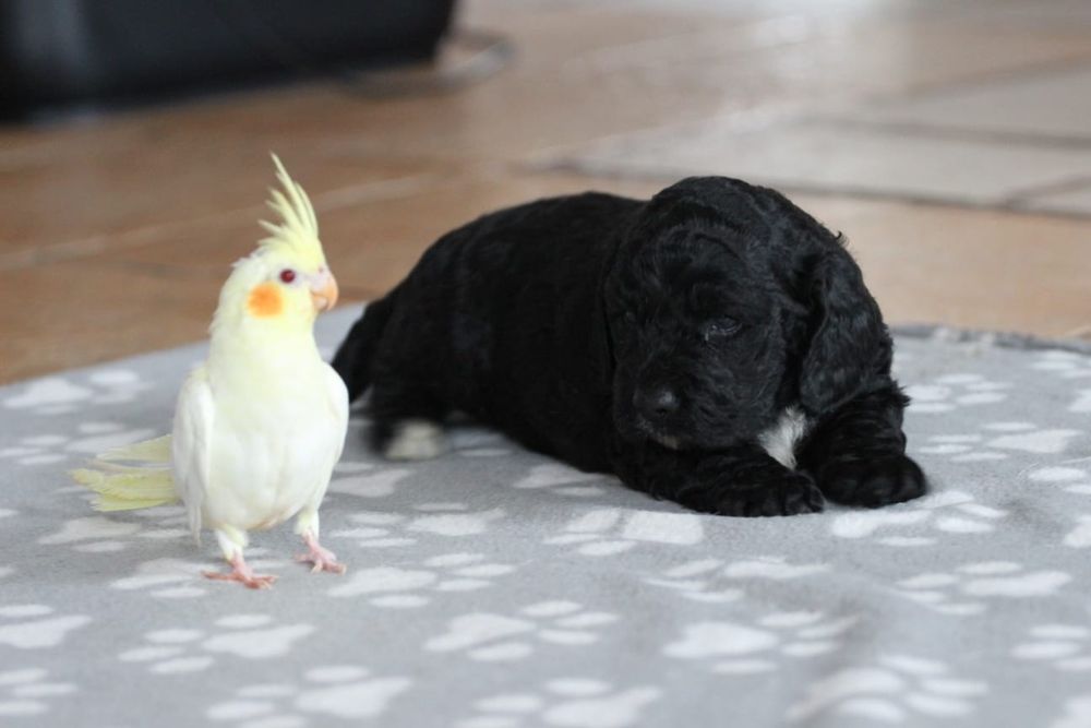 Suczka Springerdoodle doodle / Paszport pudel cockapoo spaniel/