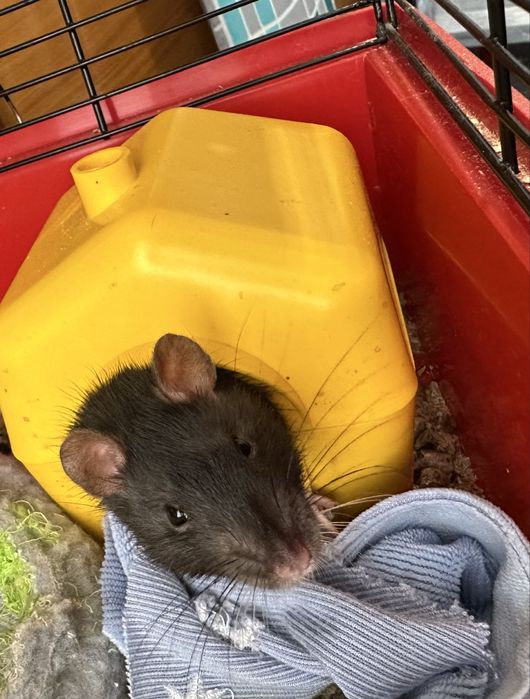 Гризуни, мишка, криса, щурик