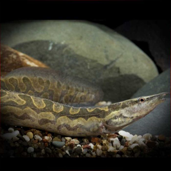 GB Węgorek Armatus - dowóz ryb!