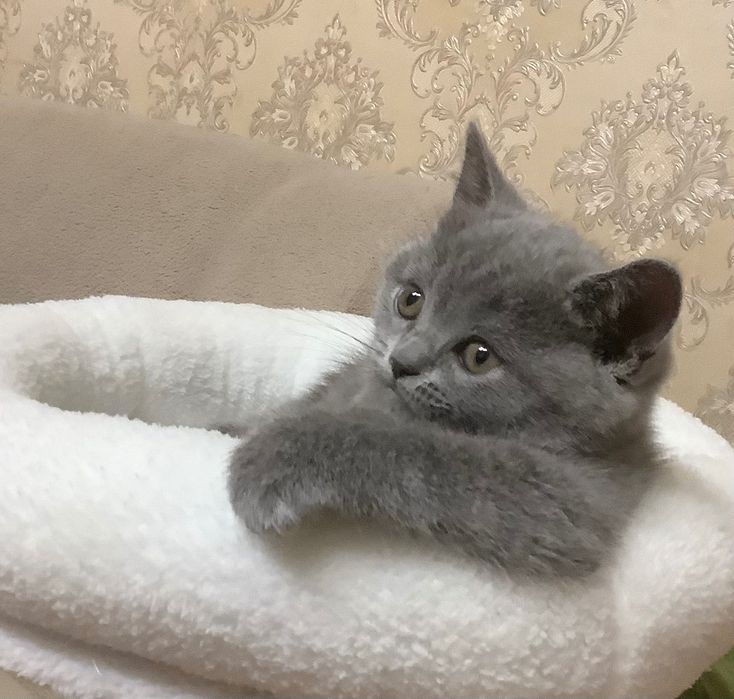 Котенок в подарок