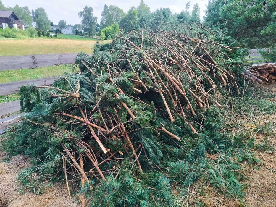 Gałęziówka, gałęzie, chrust - sosna, drewno opałowe - nowa wycinka