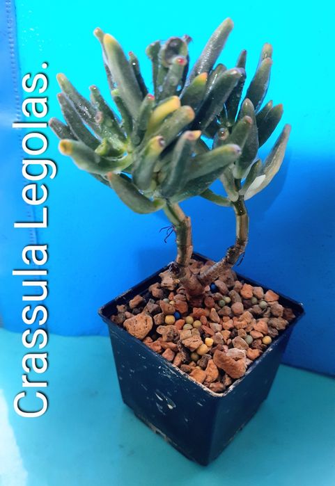 Рiдкiснi, колекцiйнi красули, грошовi дерева, сукуленти.