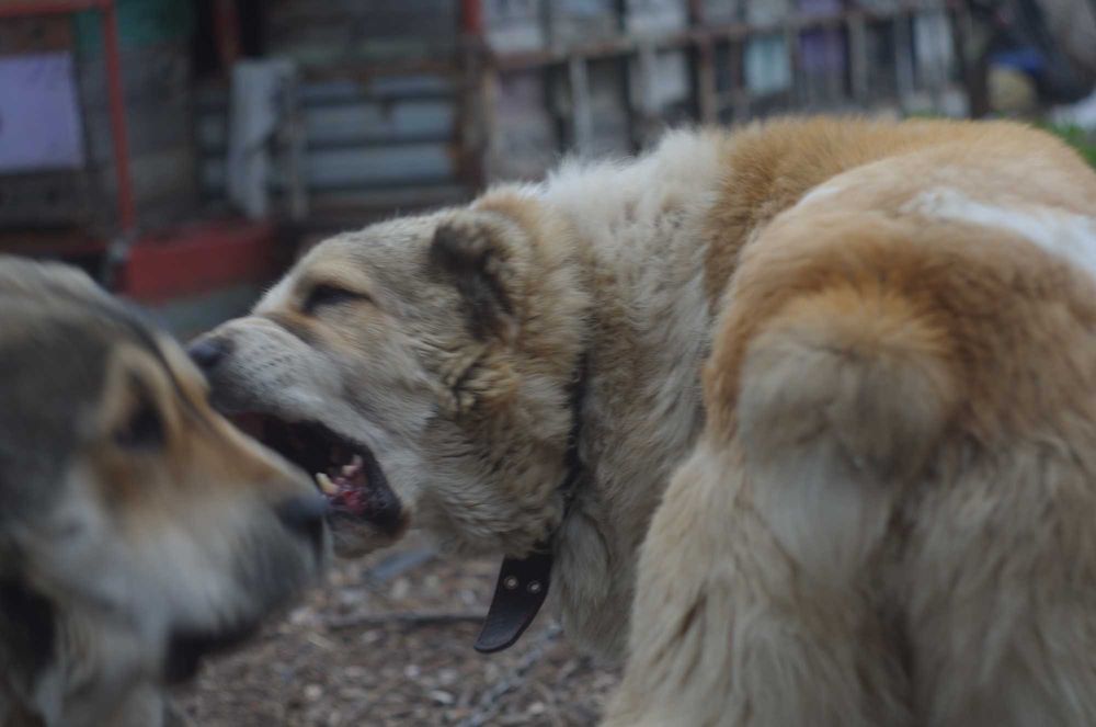 вязка АЛАБАЙ САО  100 гр