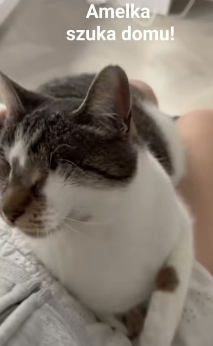 Amelka na jedynaczkę