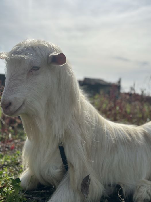 Cabrito adulto lindo
