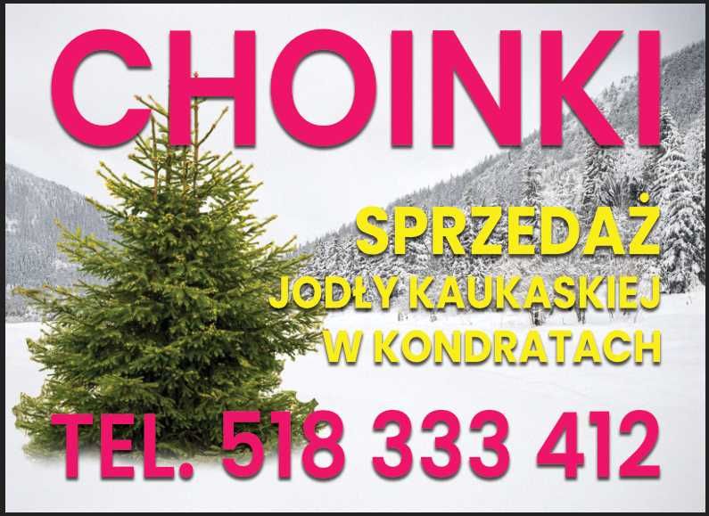 Choinki - Plantacja drzewek choinkowych – jodła kaukaska