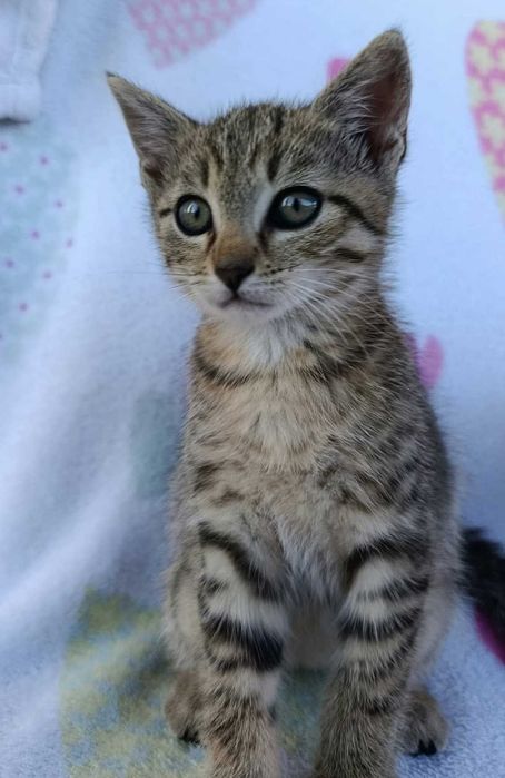 Kocurek do adopcji