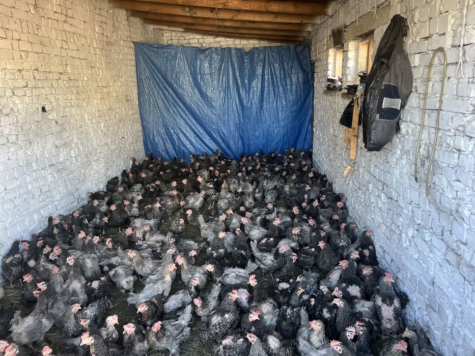 продам домашних курей доминант