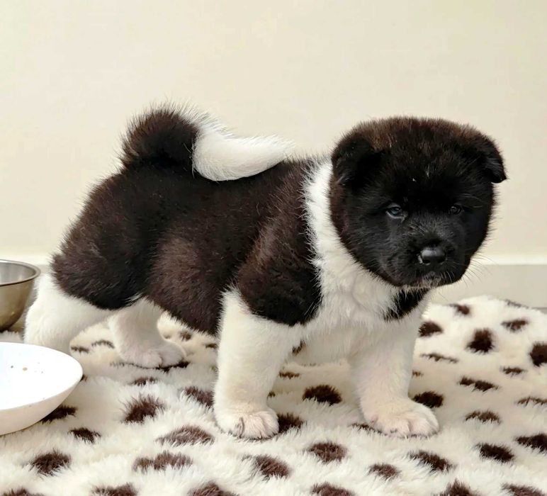 Piesek Akita Amerykańska