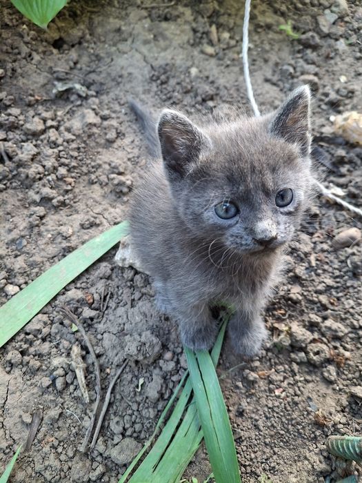 Котёнок ищет хозяина