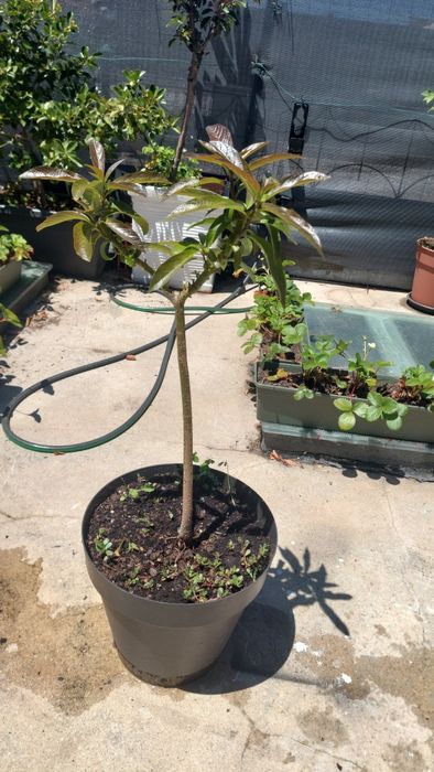 Árvores de fruto em vaso e morangueiros