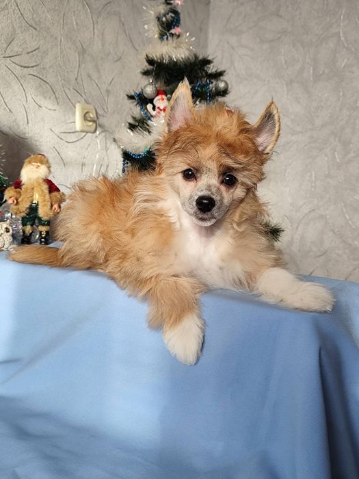 Пухнасте цуценя китайської чубатої