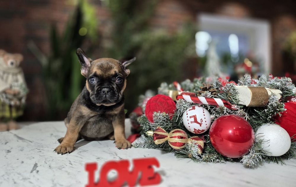 BAMBI dziewczynka buldog francuski dostępna do rezerwacji