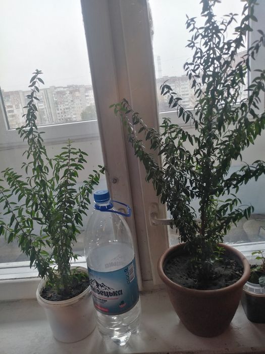 Продам молоденький мірт