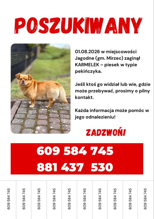 Zaginął! Pies Karmelek 27-220 Jagodne