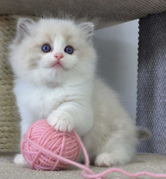 Ragdoll Kocurek Niebieski bikolor z rodowodem