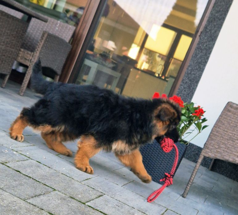 Owczarek Niemiecki Długowłosy Rezerwacja.