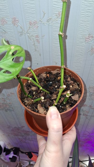 Монстера адансоні та епіпремнум ауреум