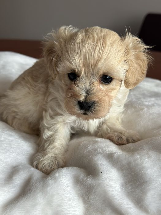 Дівчинка і хлопчик мальтіпу