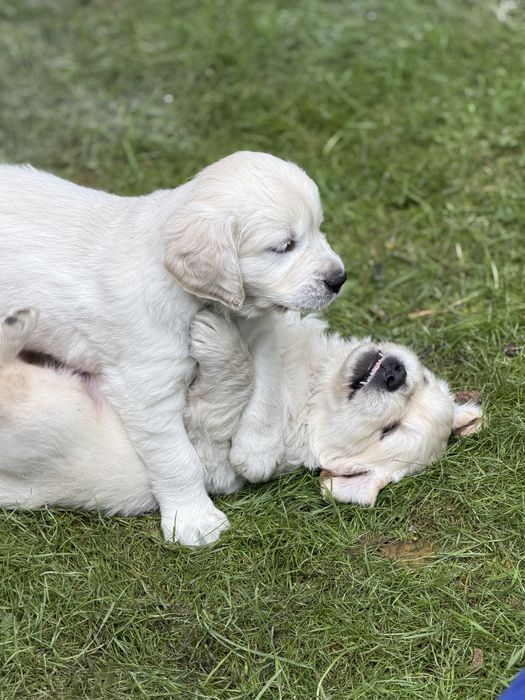 Szczeniak Golden Retriever ZKwP FCI GOTOWY DO ODBIORU