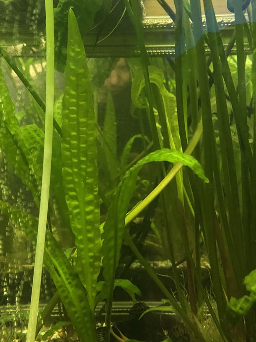 Kryptokoryna karbowana piękna roslina akwariowa