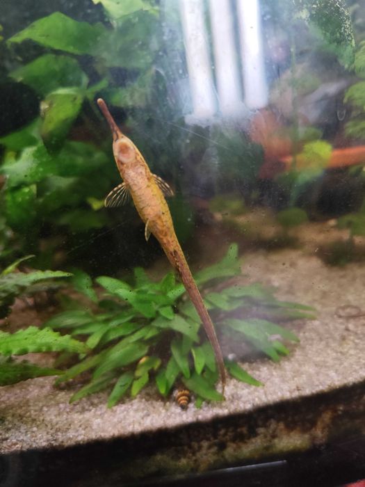 Ancistrus super red SF/LF,Guppys, neocaridinas