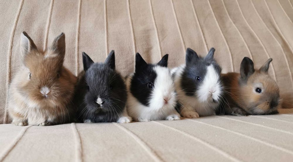 Mini Coelhos anões + gaiola nova + alimentação adequada