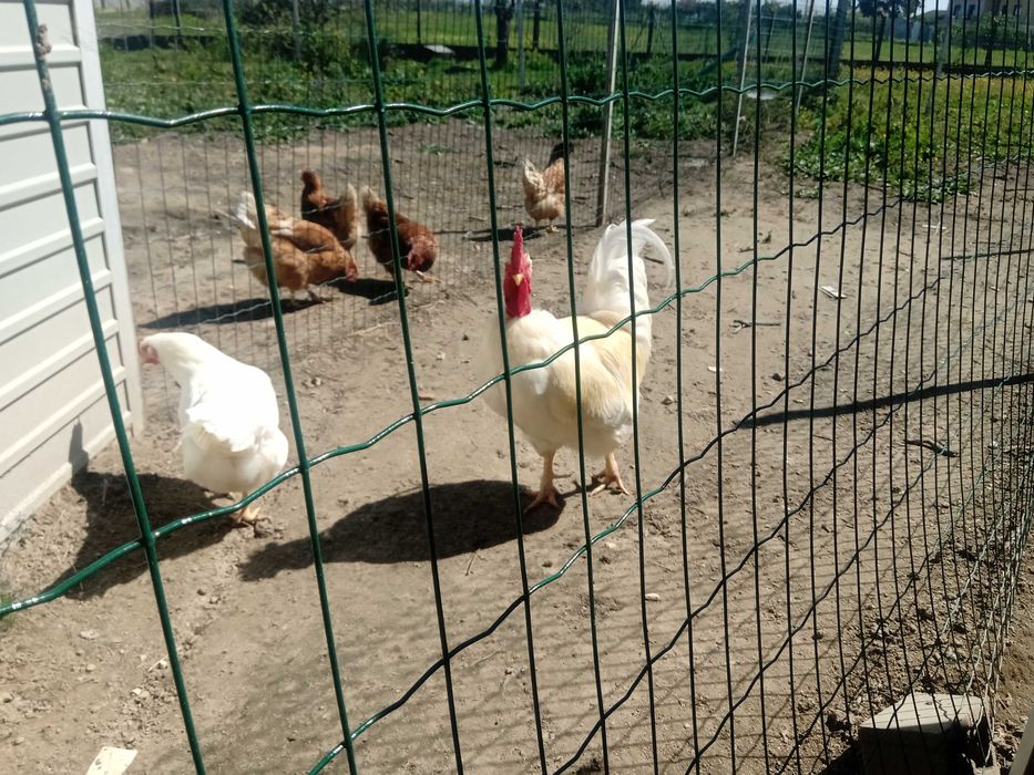 Ovos de galinhas criadas ao ar livre