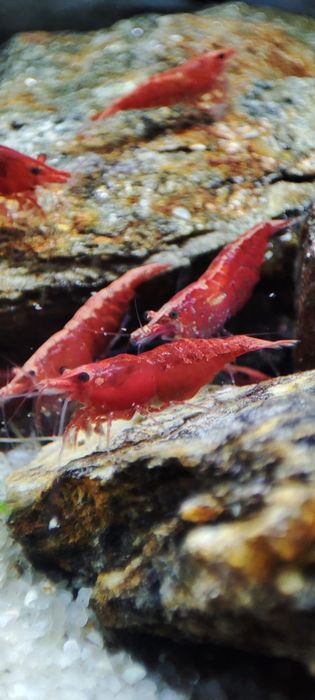 Neo Caridinas vermelhos / azuis e amarelos