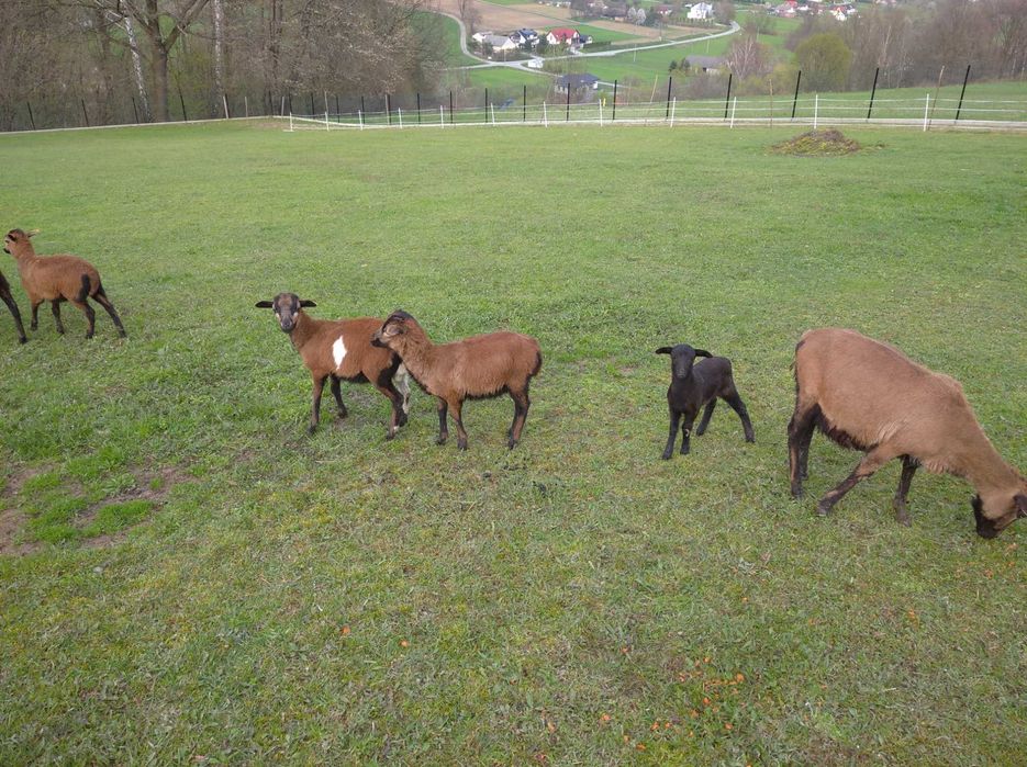 Owoce, Barany Kameruny