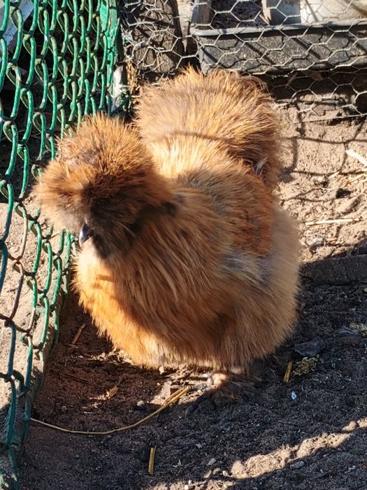 Jaja Jajka Silki Silka