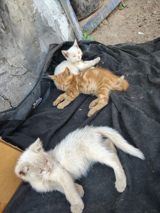 отдам котят в добрі руки