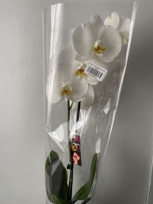 Орхідея фаленопсис вазони живі квіти