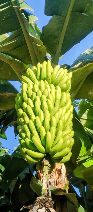 Banany suszone Bananowa Noc 50g