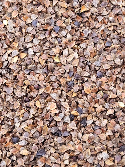 Sprzedam grykę zbiór 2025