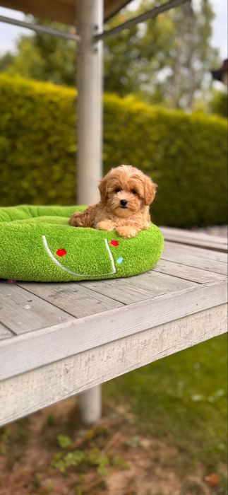 Pieknie umaszczone maleńkie maltipoo
