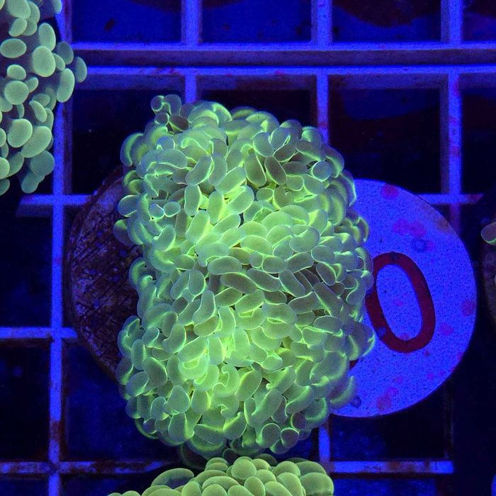 Euphyllia Paraancora Blue Hologram (2 głowy) – koral LPS