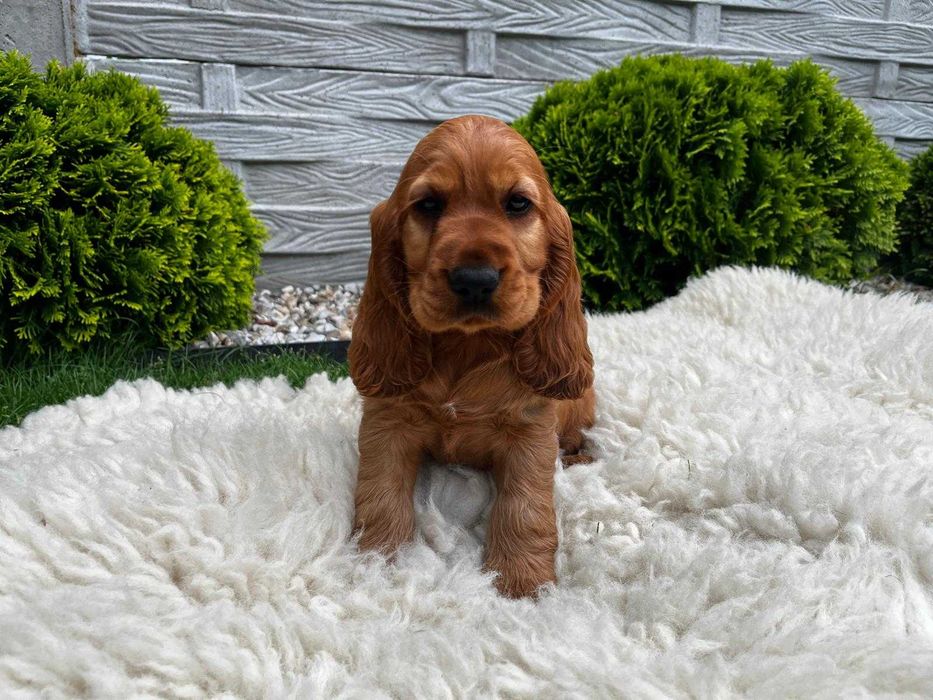 Piesek Cocker spaniel angielski