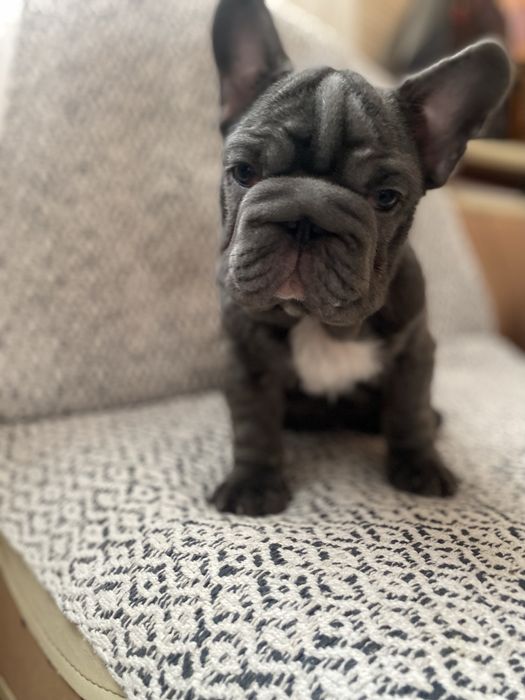 Французький бульдог Біг Роб