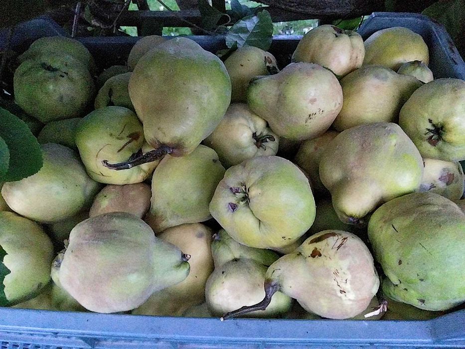 Pigwa owoce duża ilość 1kg - 7zł
