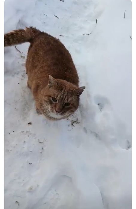 Miziasty dwuletni Rysiu poleca się do adopcji