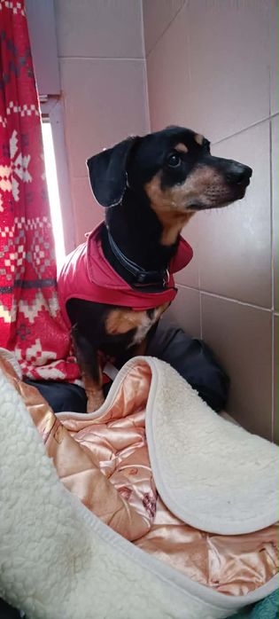 FANTI - senior w typie jamnika