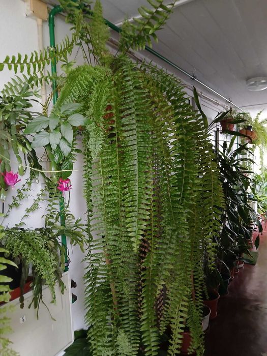 Vendo Plantas variadas