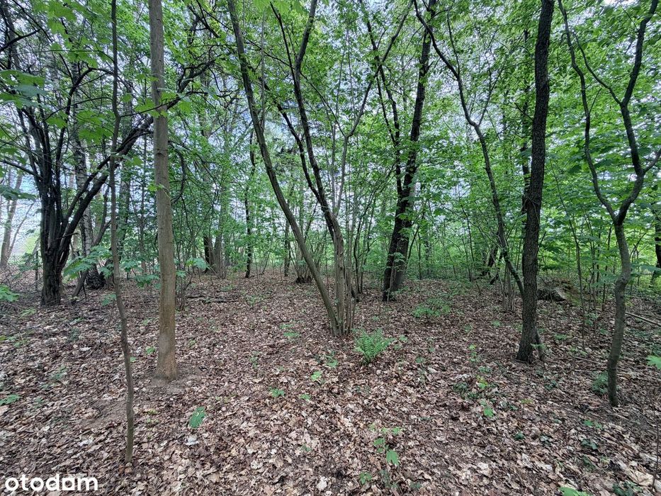Działka Brwinów Podkowa Leśna 3000 m