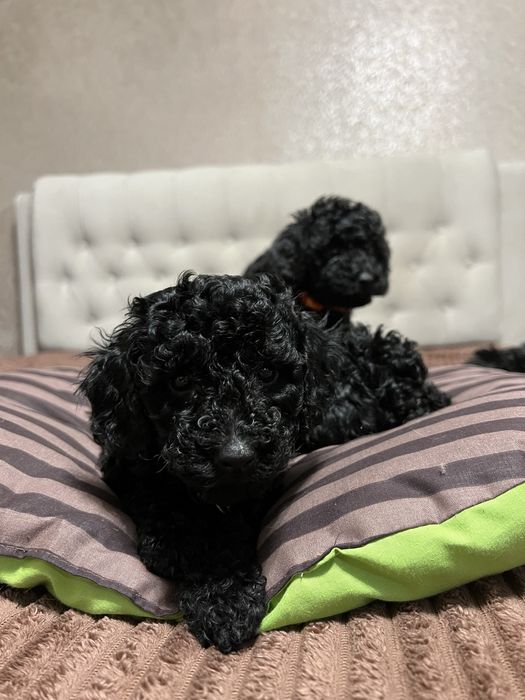 Справжній ТОЙ ПУДЕЛЬ