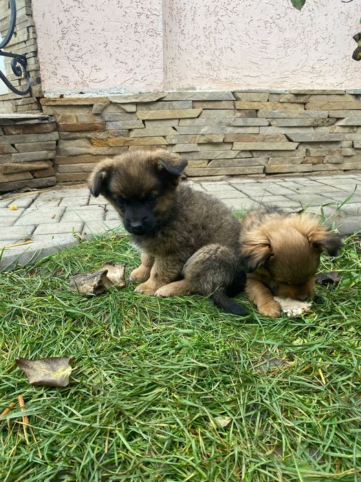 Віддам цуценят в хороші руки